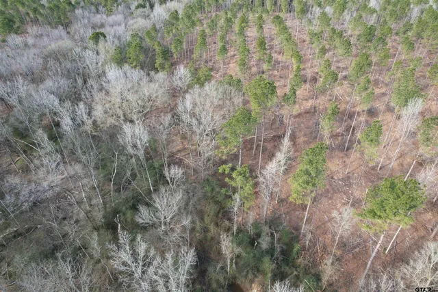 a close up of a plant in a garden