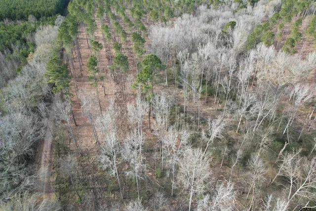 a close up of a plant in a forest