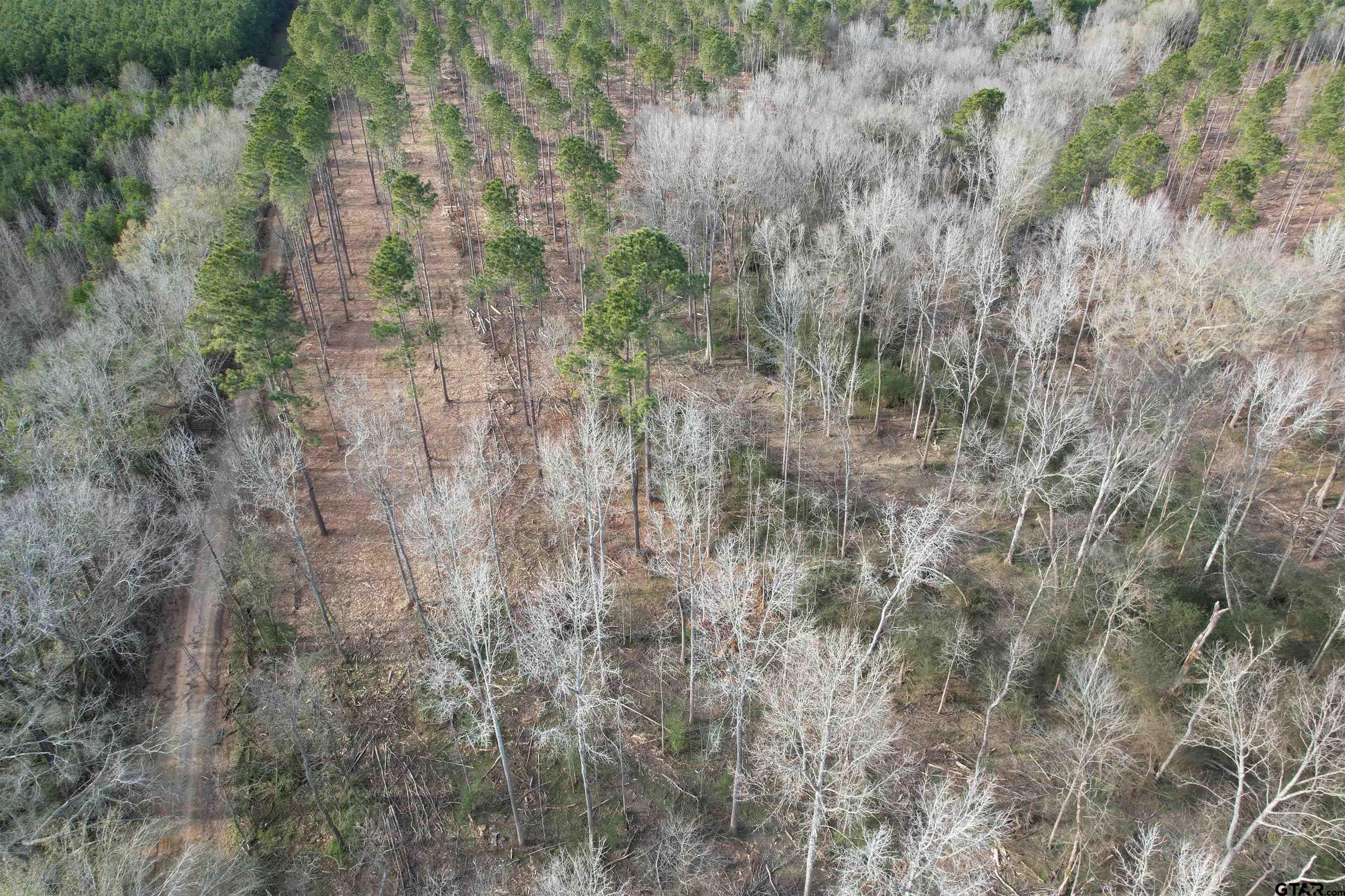 4037 County Road 4037 Timpson, TX 75975 - Photo 6 of 6 a close up of a plant in a forest