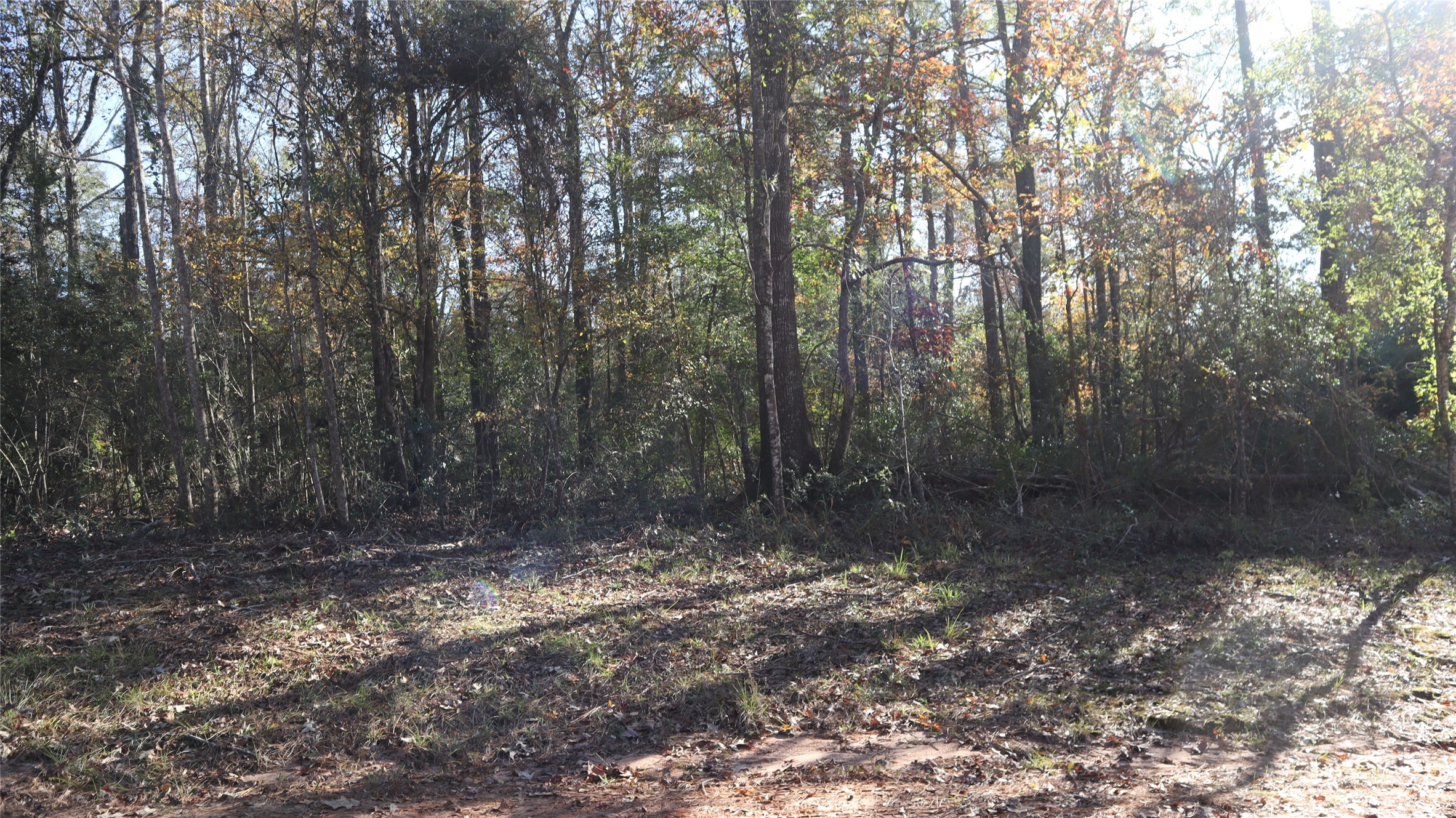 0 Pin Tail Drive Coldspring, TX 77331 - Photo 4 of 6 a view of a forest with trees in the background