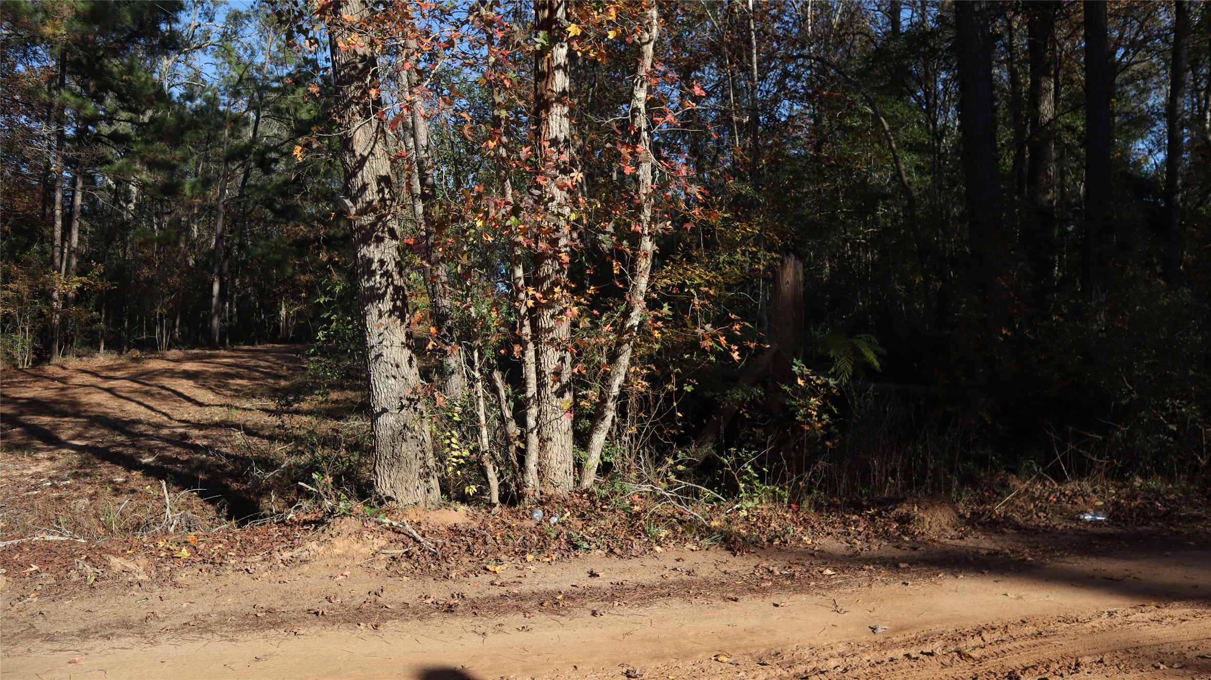 0 Pin Tail Drive Coldspring, TX 77331 - Photo 5 of 6 a view of a yard with a tree