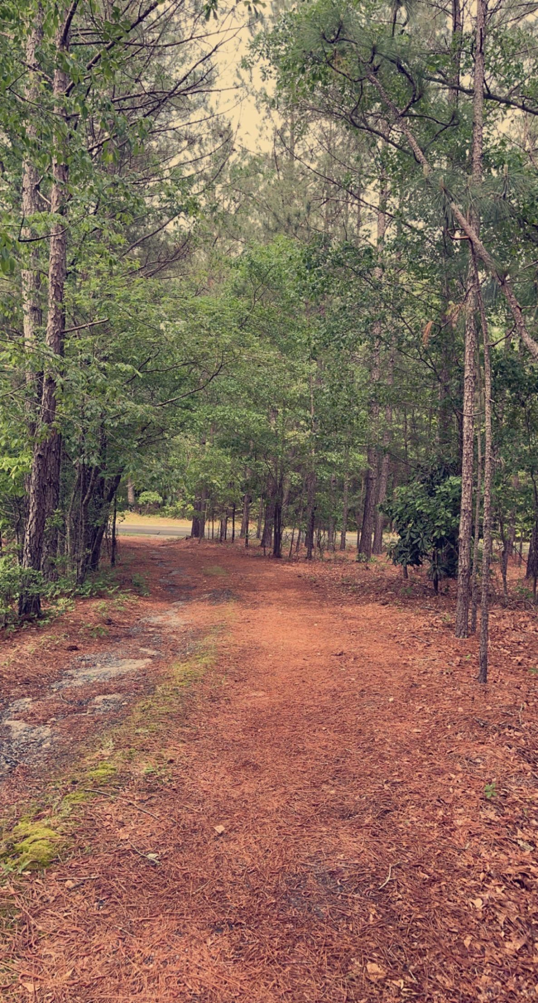 3836 Carthage Road West End, NC 27376 - Photo 3 of 9 a backyard of a house with lots of green space