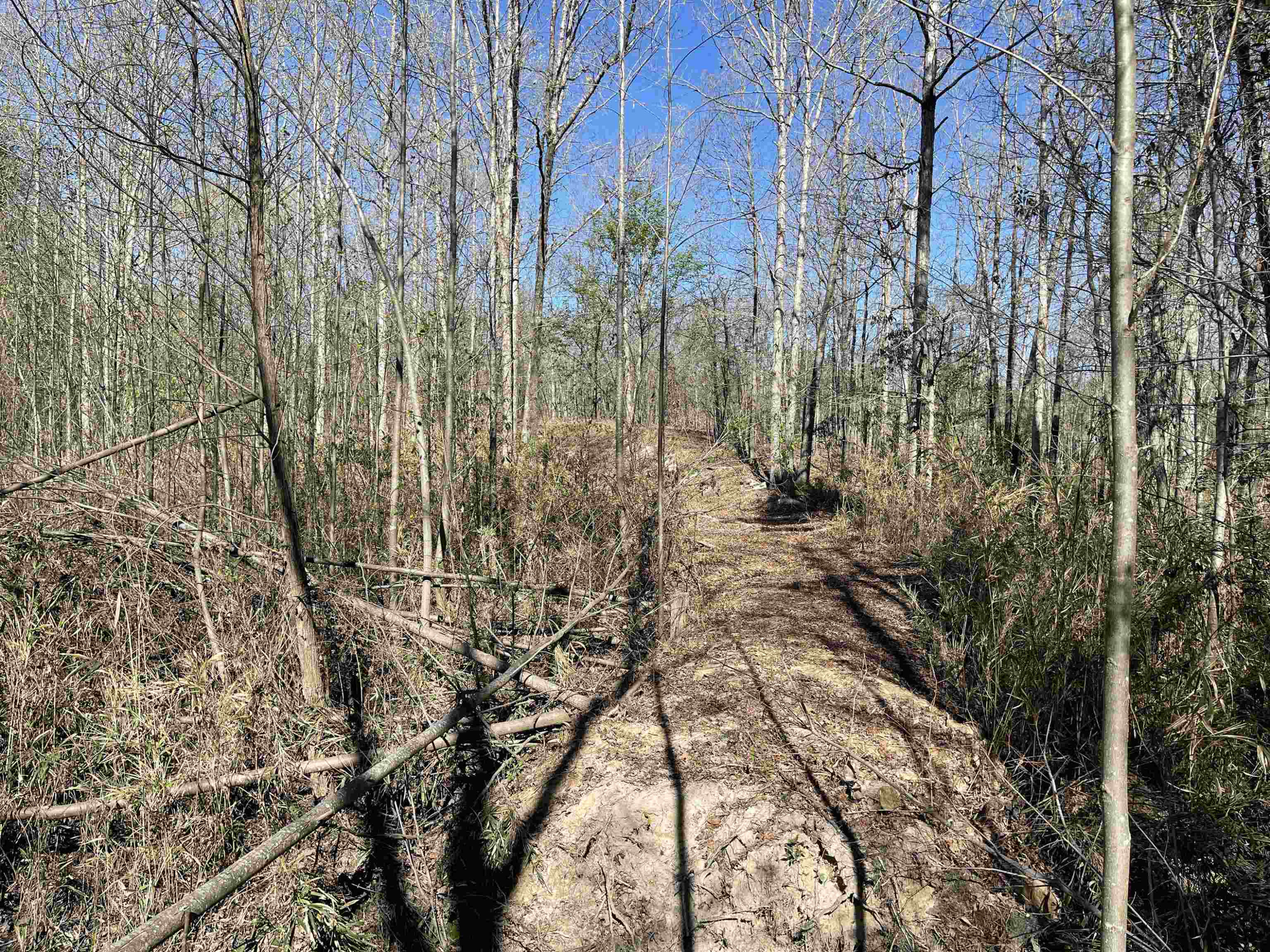 3836 Carthage Road West End, NC 27376 - Photo 5 of 9 a view of a yard with large trees