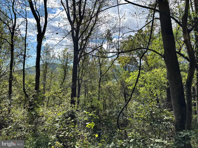 a view of lake from a tree