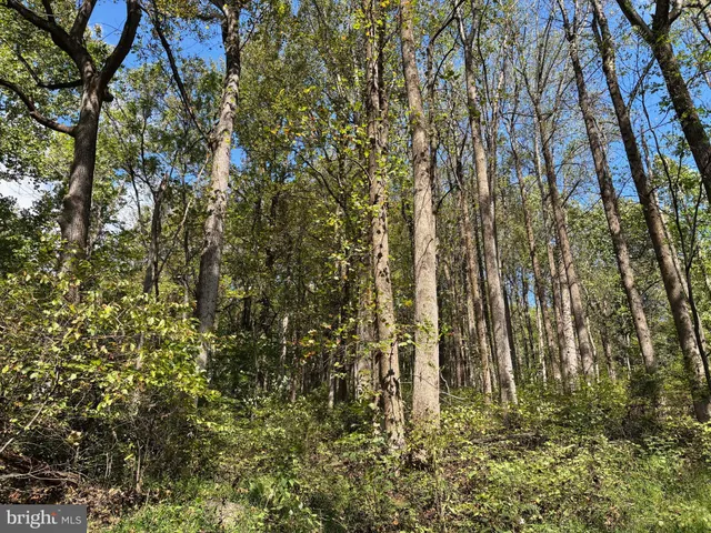a view of outdoor space with trees
