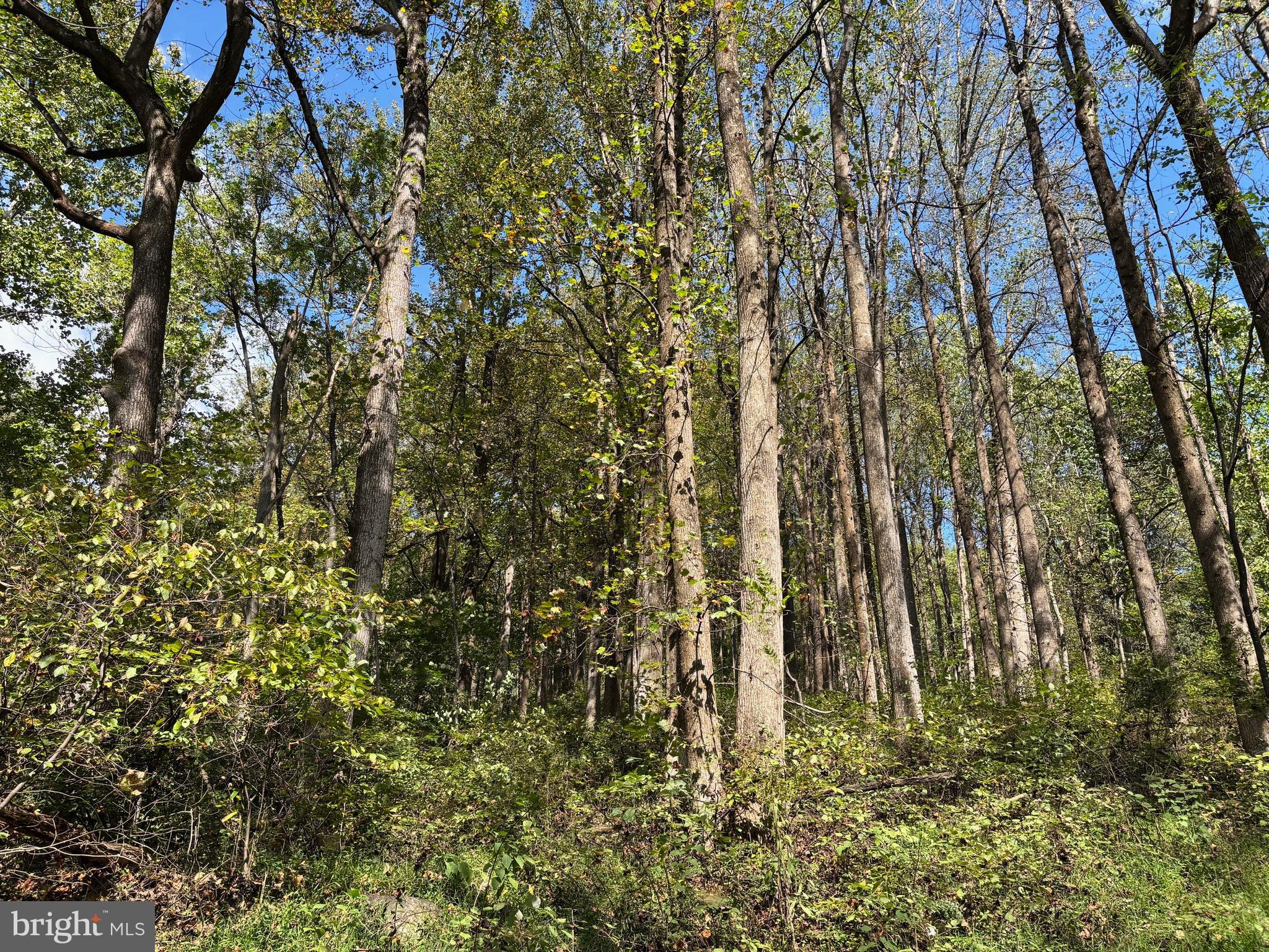 0 Harris Hollow Road Washington, VA 22747 - Photo 6 of 8 a view of small yard