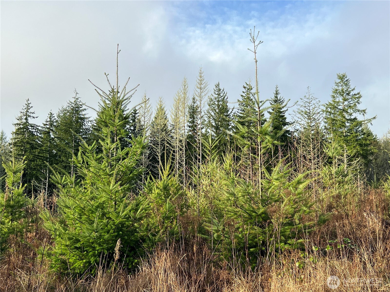 3-xxx Snow Creek Road Quilcene, WA 98376 - Photo 16 of 18 a view of a city with lush green forest