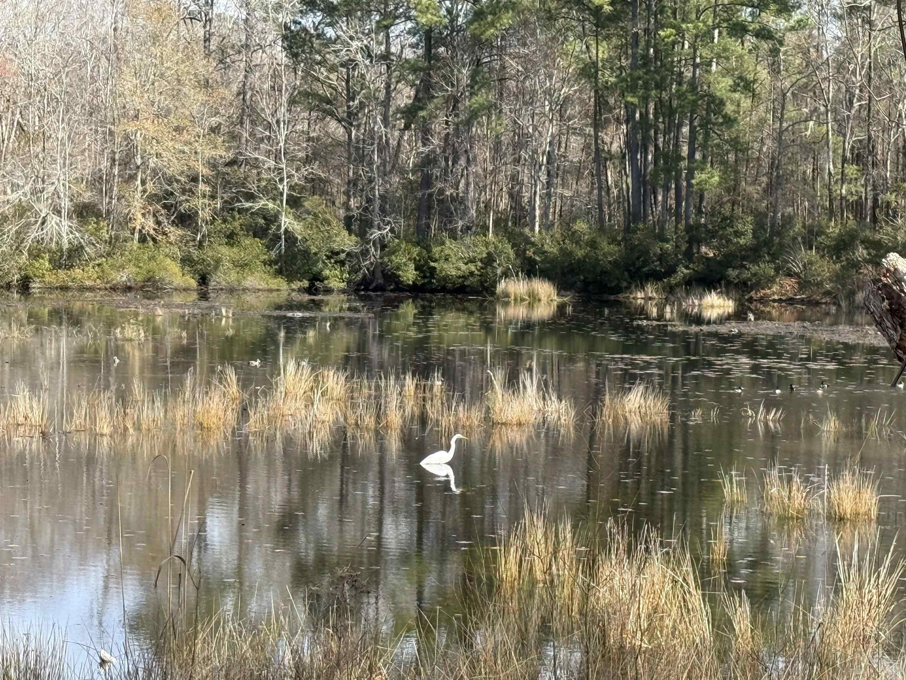 2259 Python Circle Conway, SC 29526 - Photo 22 of 22
