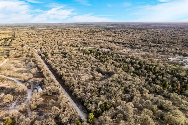 a view of a forest with a dry tree