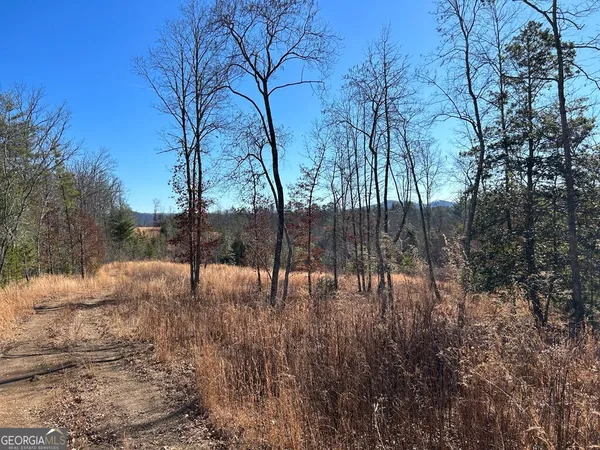 a view of backyard with tree