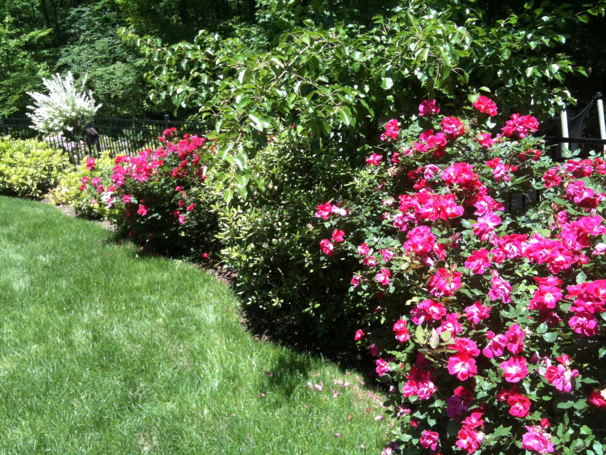 124 Thayer Pond Road New Canaan, CT 06840 - Photo 33 of 34 Landscape