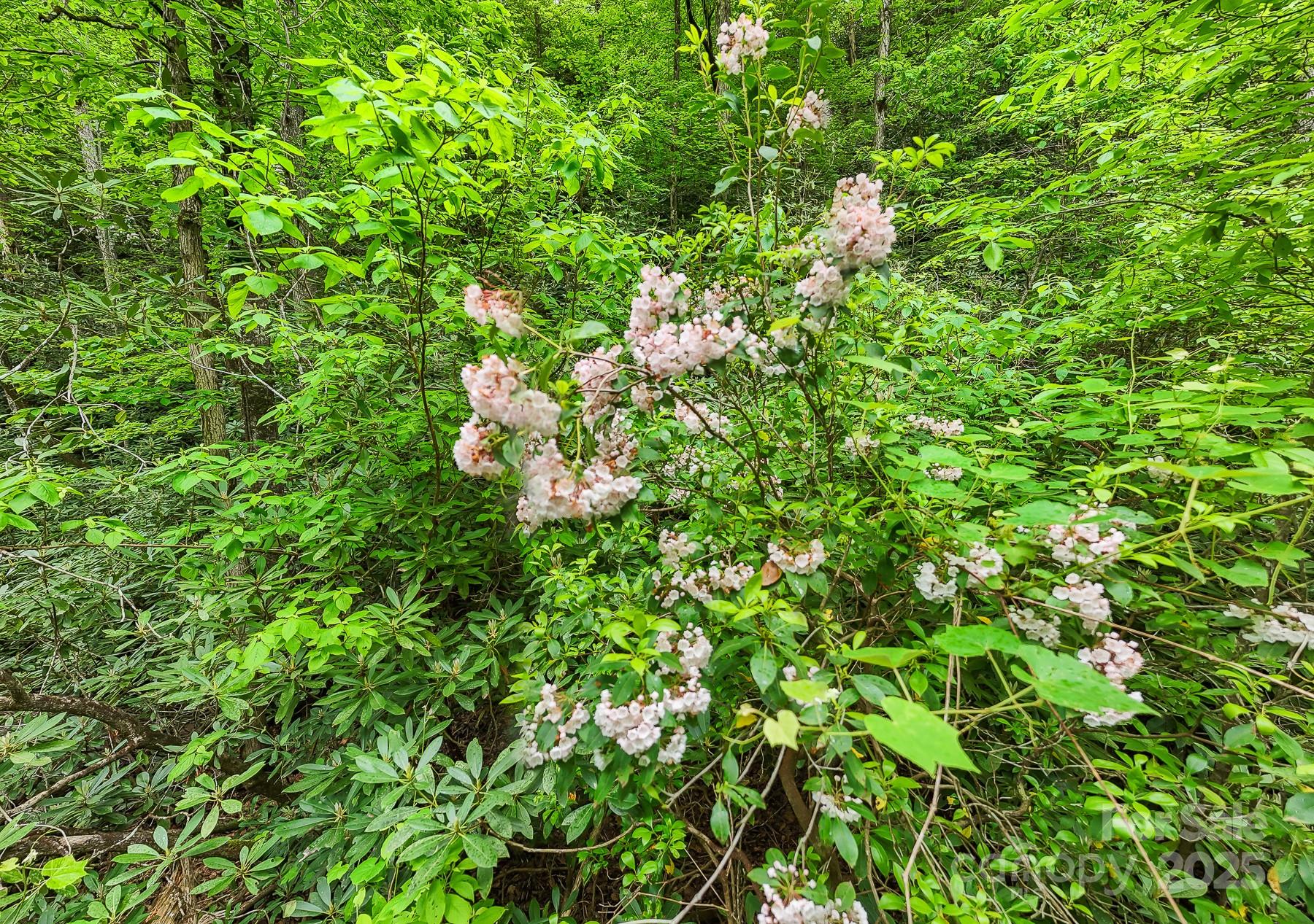 399 Shell Stand Road Almond, NC 28702 - Photo 10 of 21 a view of a plant in a garden