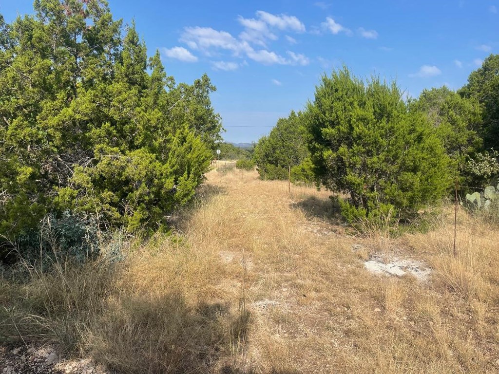 19831 West Rr 337 Camp Camp Wood, TX 78833 - Photo 11 of 27 a view of a yard with plants and a trees