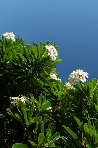 $1,750,000 | 50 Puu Anoano Street, Unit 2804, Lahaina, HI 96761