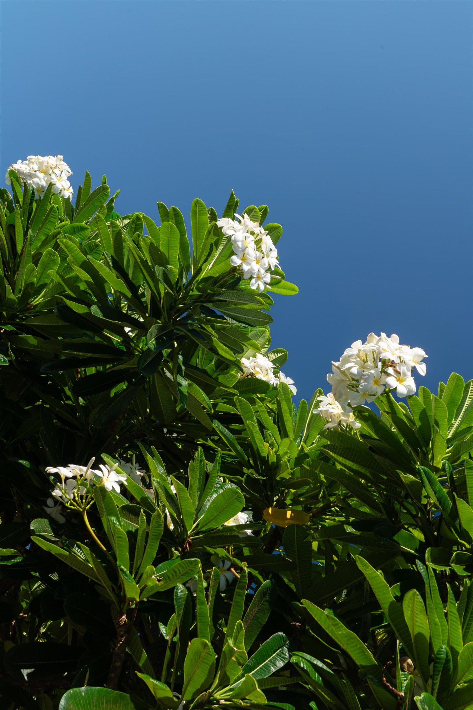 50 Puu Anoano Street, Unit 2804 Lahaina, HI 96761 - Photo 38 of 49 a plant with a plant in a garden