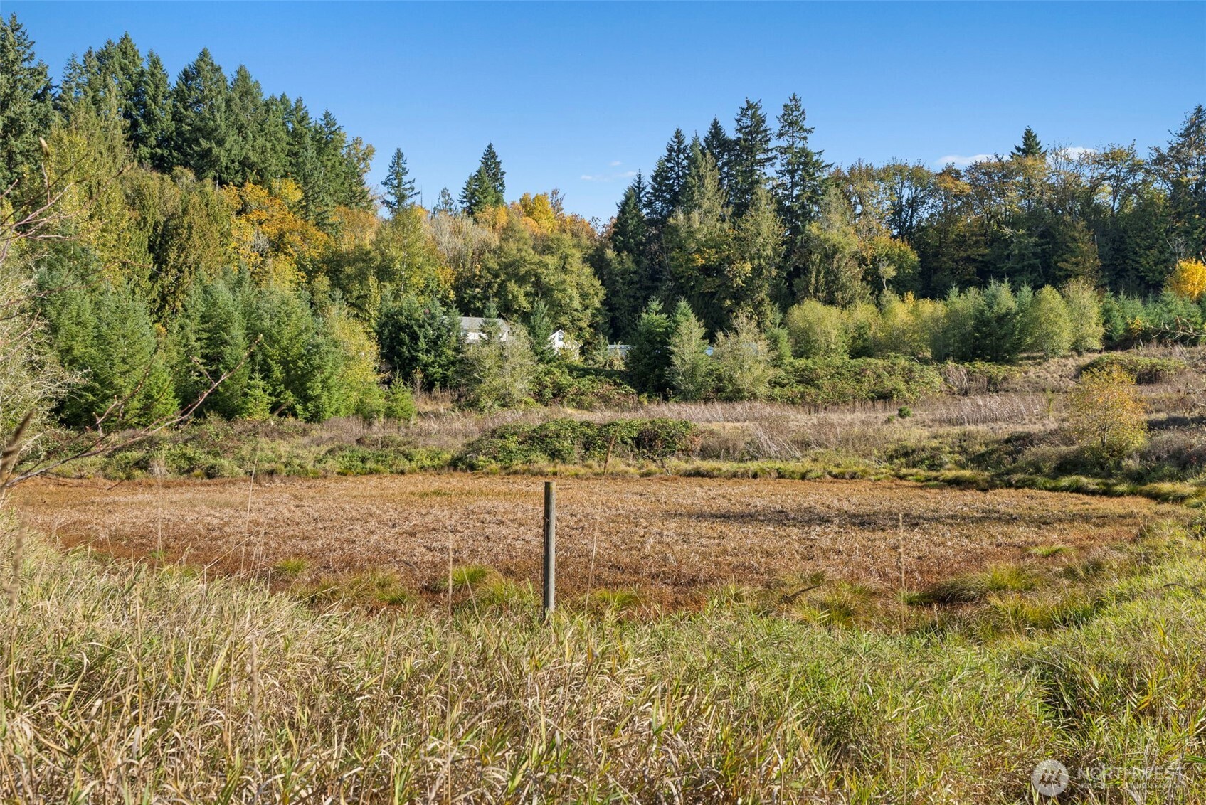 259-10 Tooley Road Toledo, WA 98591 - Photo 29 of 40 a view of a yard with trees in the background