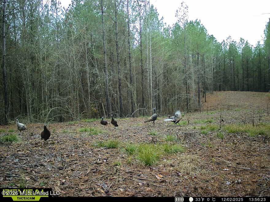 4103 County Road Sallis, MS 39160 - Photo 14 of 16 IMG_2758