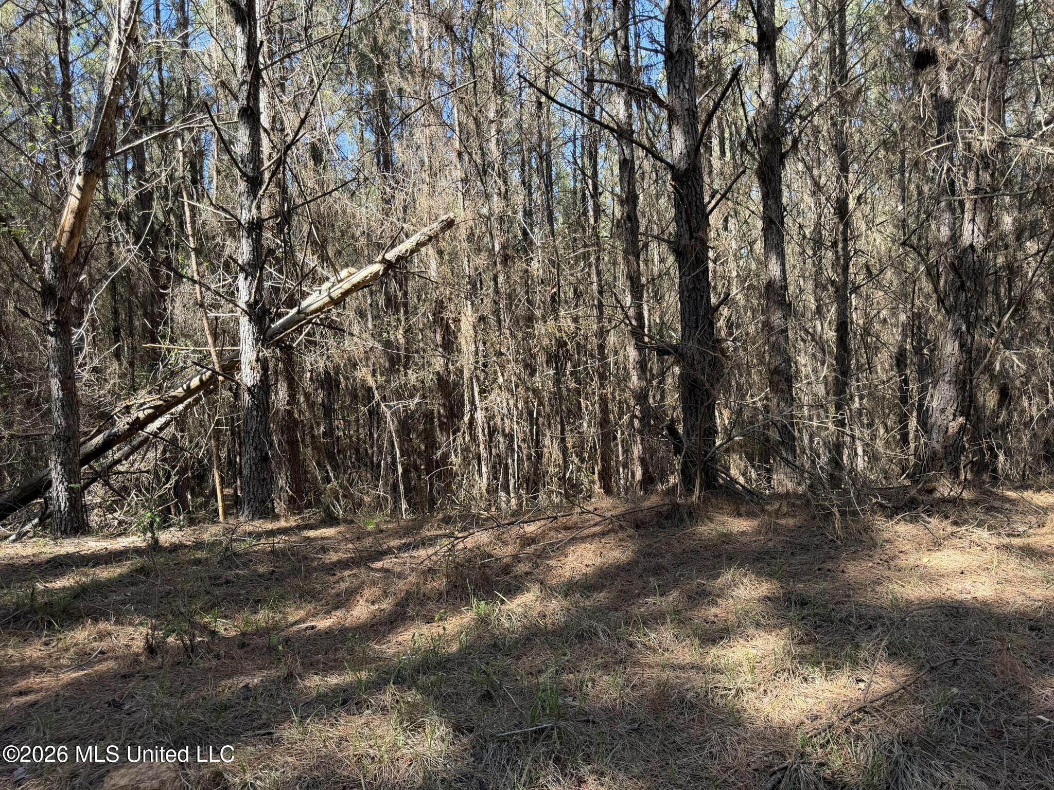 4103 County Road Sallis, MS 39160 - Photo 3 of 16 IMG_0514