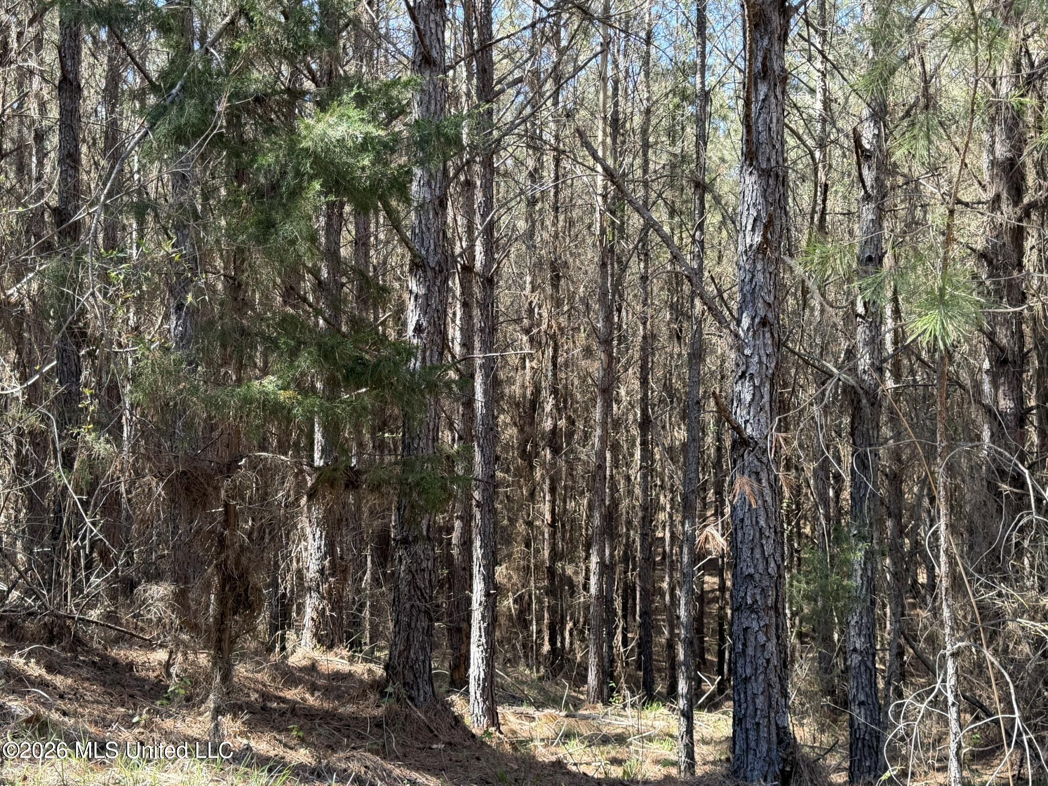 4103 County Road Sallis, MS 39160 - Photo 4 of 16 IMG_0515