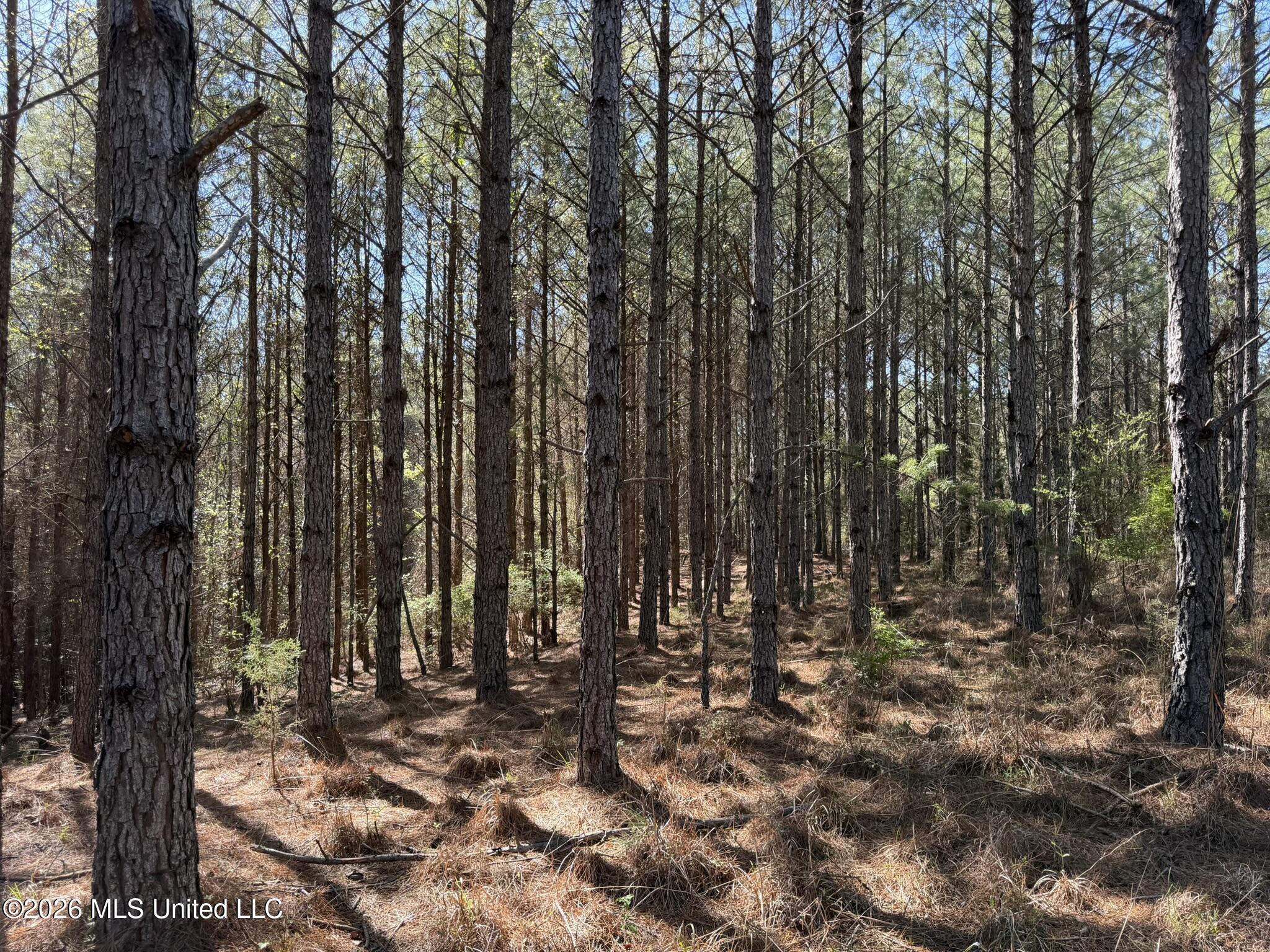 4103 County Road Sallis, MS 39160 - Photo 8 of 16 IMG_0521