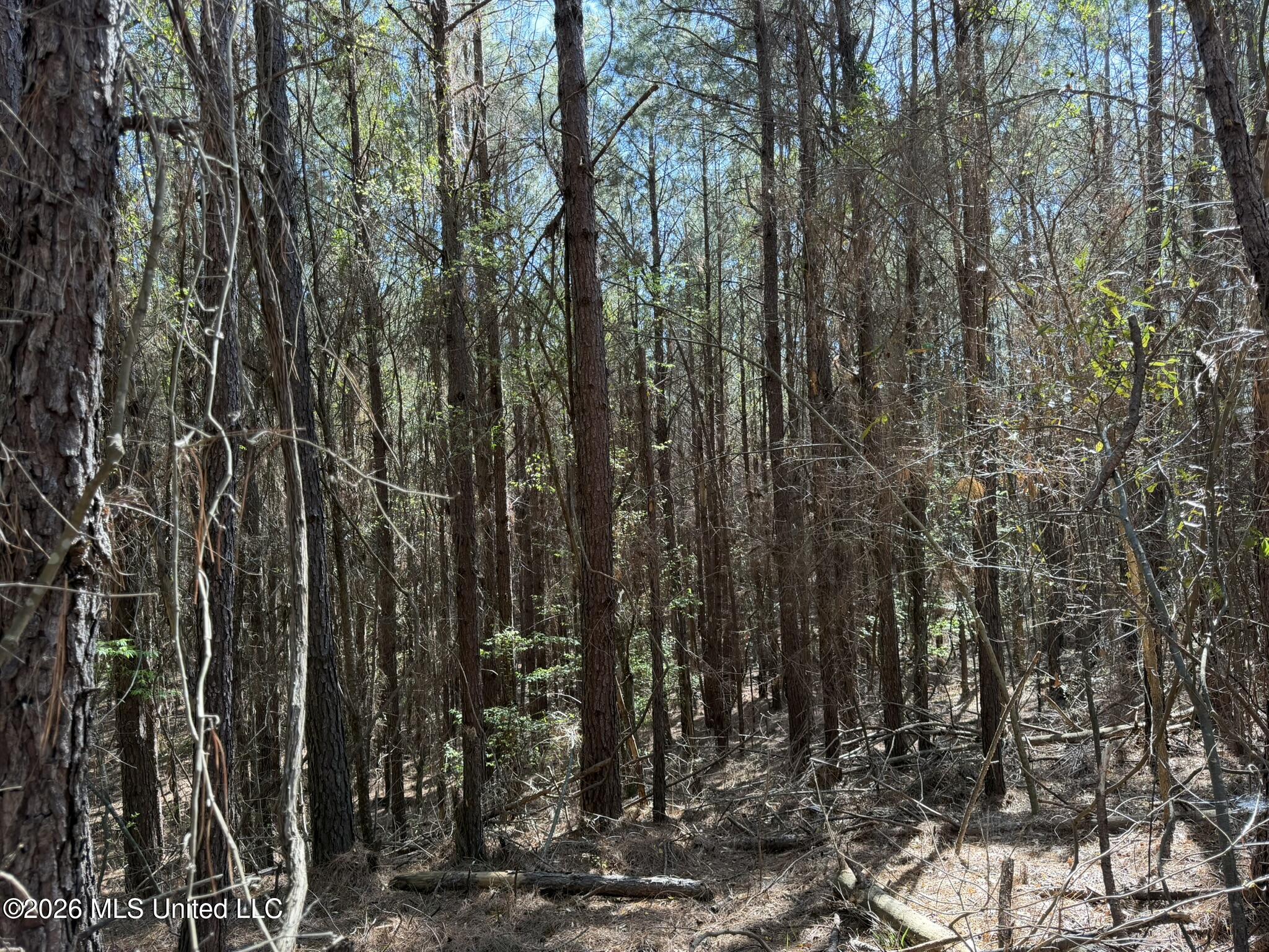 4103 County Road Sallis, MS 39160 - Photo 9 of 16 IMG_0522