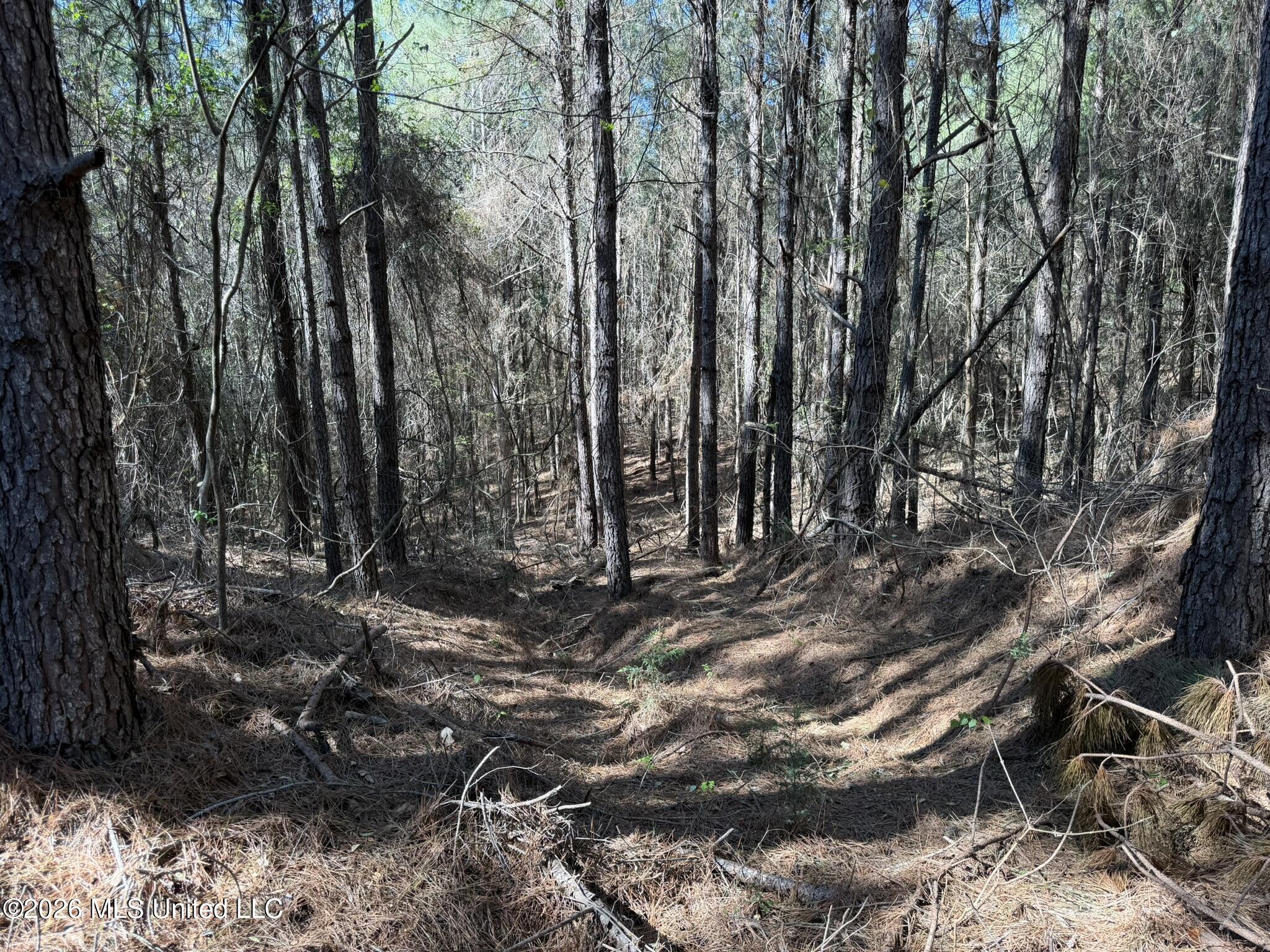 4103 County Road Sallis, MS 39160 - Photo 10 of 16 IMG_0523