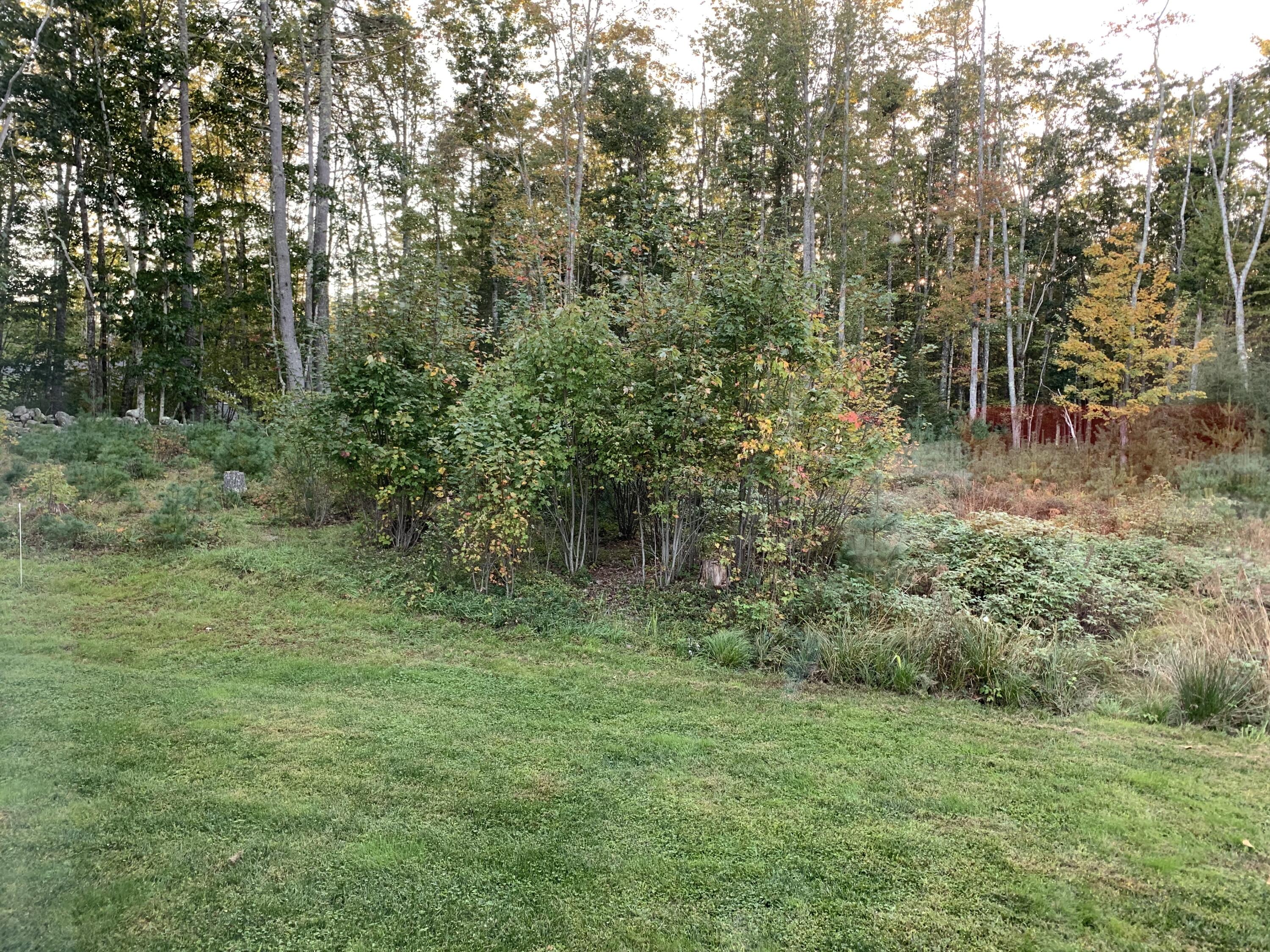 133 Phipps Point Road Woolwich, ME 04579 - Photo 36 of 38 Yard with Rock wall