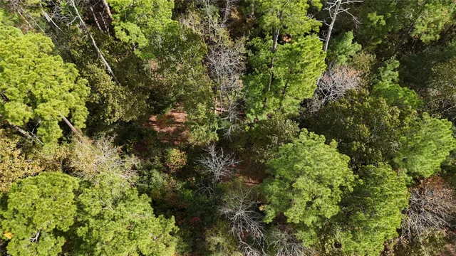 a view of a lush green forest