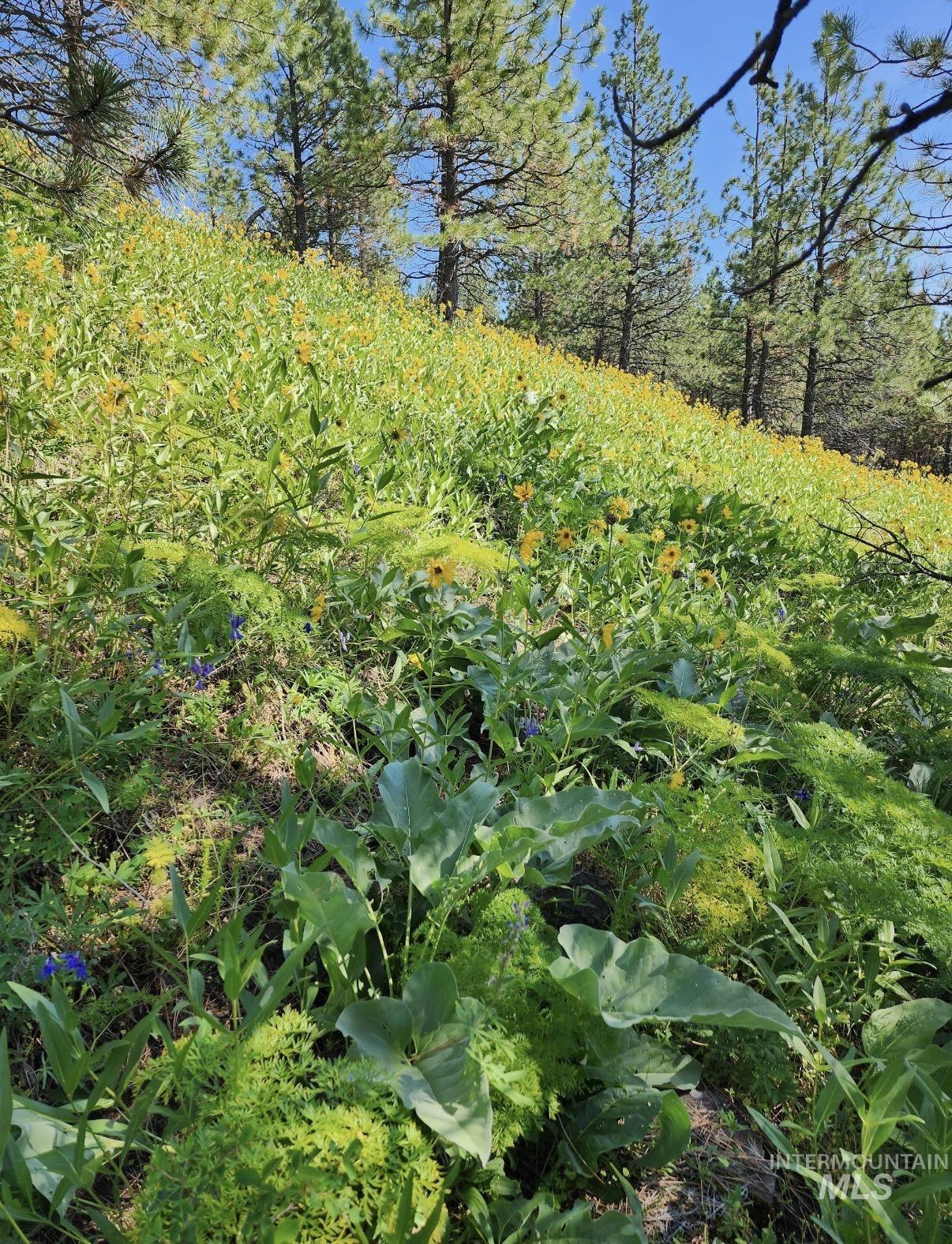 Lot 91 Pilgrim Ridge Road White Bird, ID 83554 - Photo 27 of 35