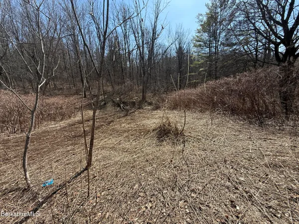 a view of a forest with trees