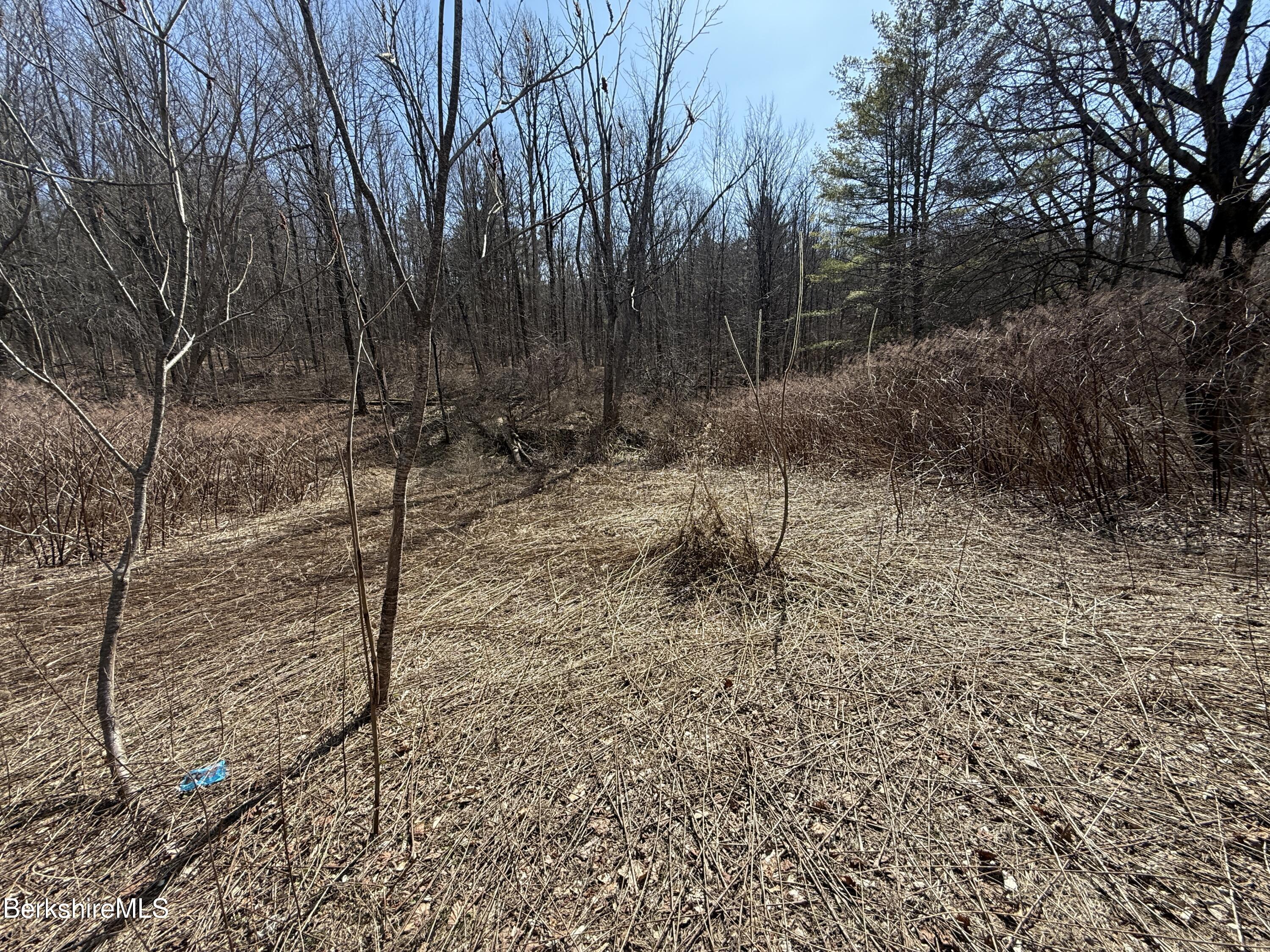 800 Cape Street Lee, MA 01238 - Photo 2 of 11 a view of a forest with trees