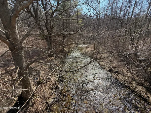 a view of a forest with trees