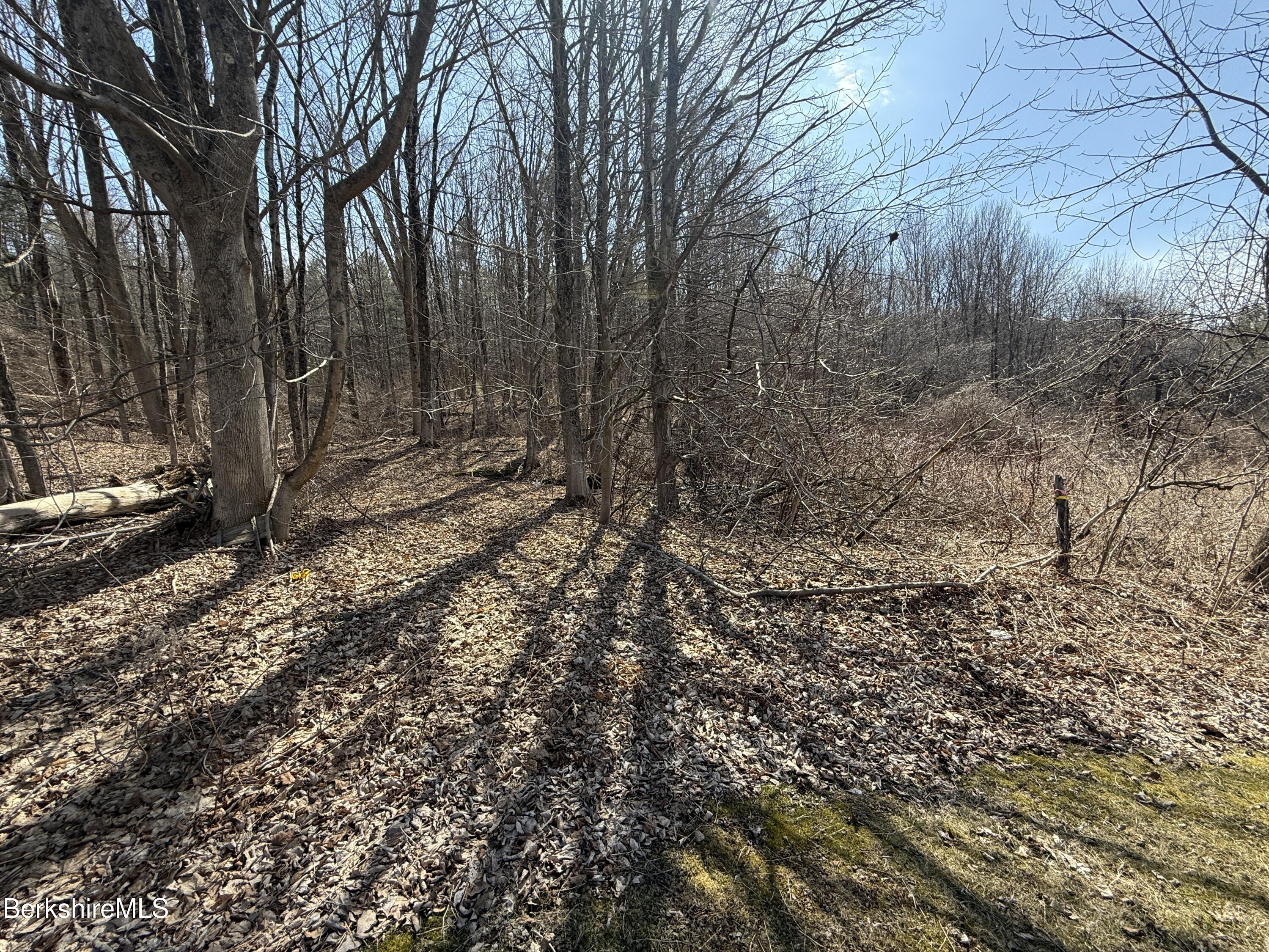 800 Cape Street Lee, MA 01238 - Photo 9 of 11 a view of a forest with trees