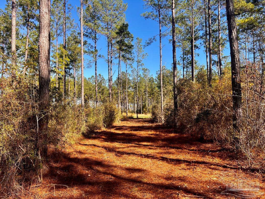 Lot 1 Denali Road Jay, FL 32565 - Photo 13 of 30