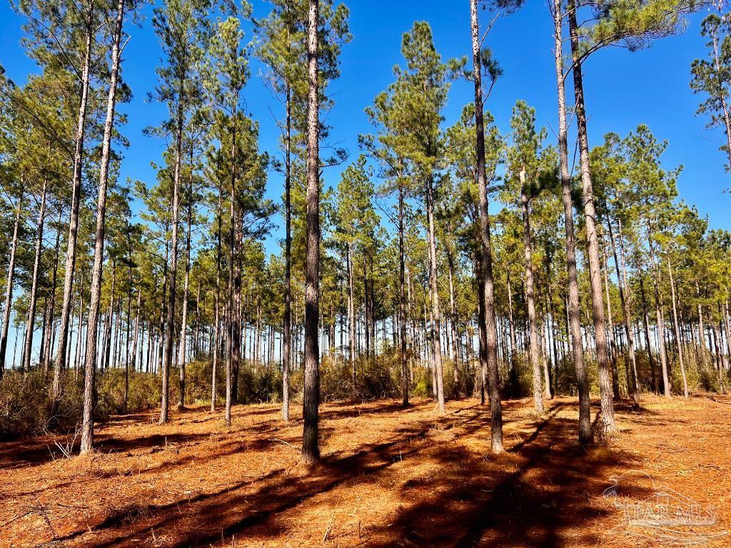 Lot 1 Denali Road Jay, FL 32565 - Photo 16 of 30