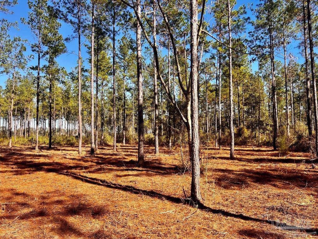 Lot 1 Denali Road Jay, FL 32565 - Photo 17 of 30
