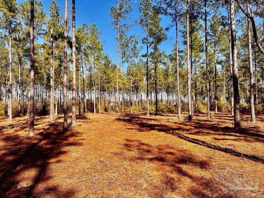 Lot 1 Denali Road Jay, FL 32565 - Photo 2 of 30