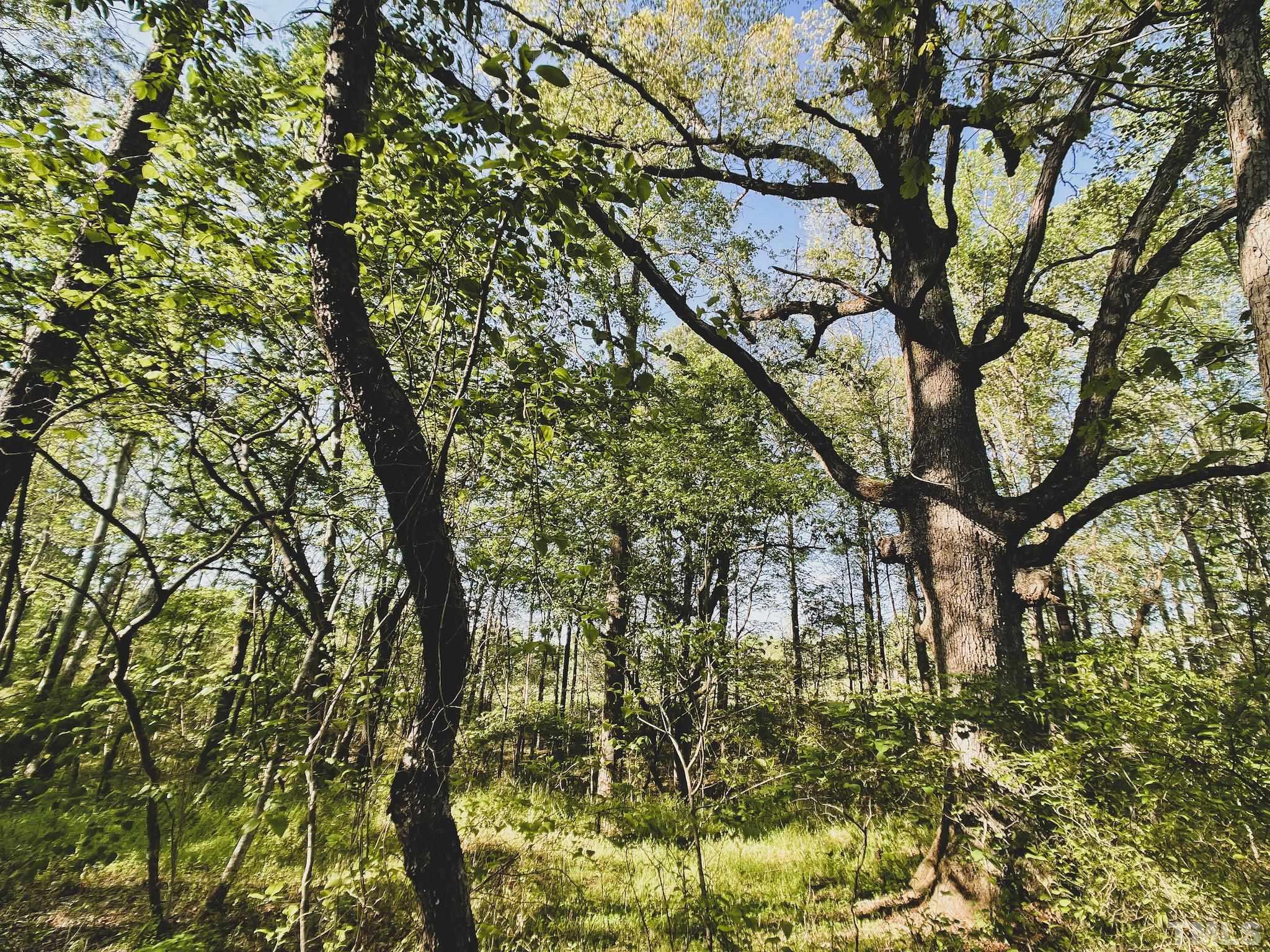 8.09-acres Walters Road Creedmoor, NC 27522 - Photo 4 of 12 a picture of tree