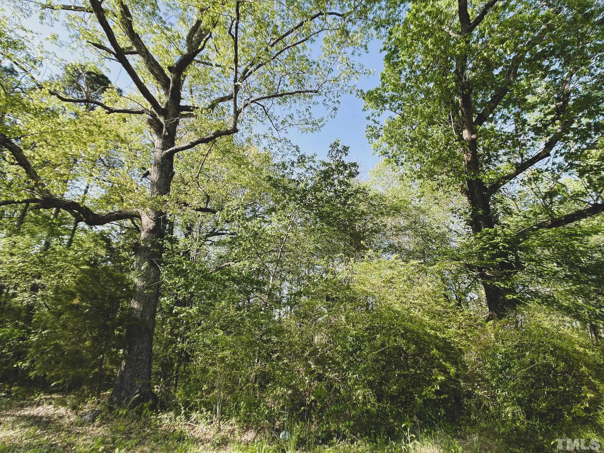 8.09-acres Walters Road Creedmoor, NC 27522 - Photo 5 of 12 a view of a yard with a tree
