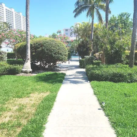 a view of a backyard with palm trees