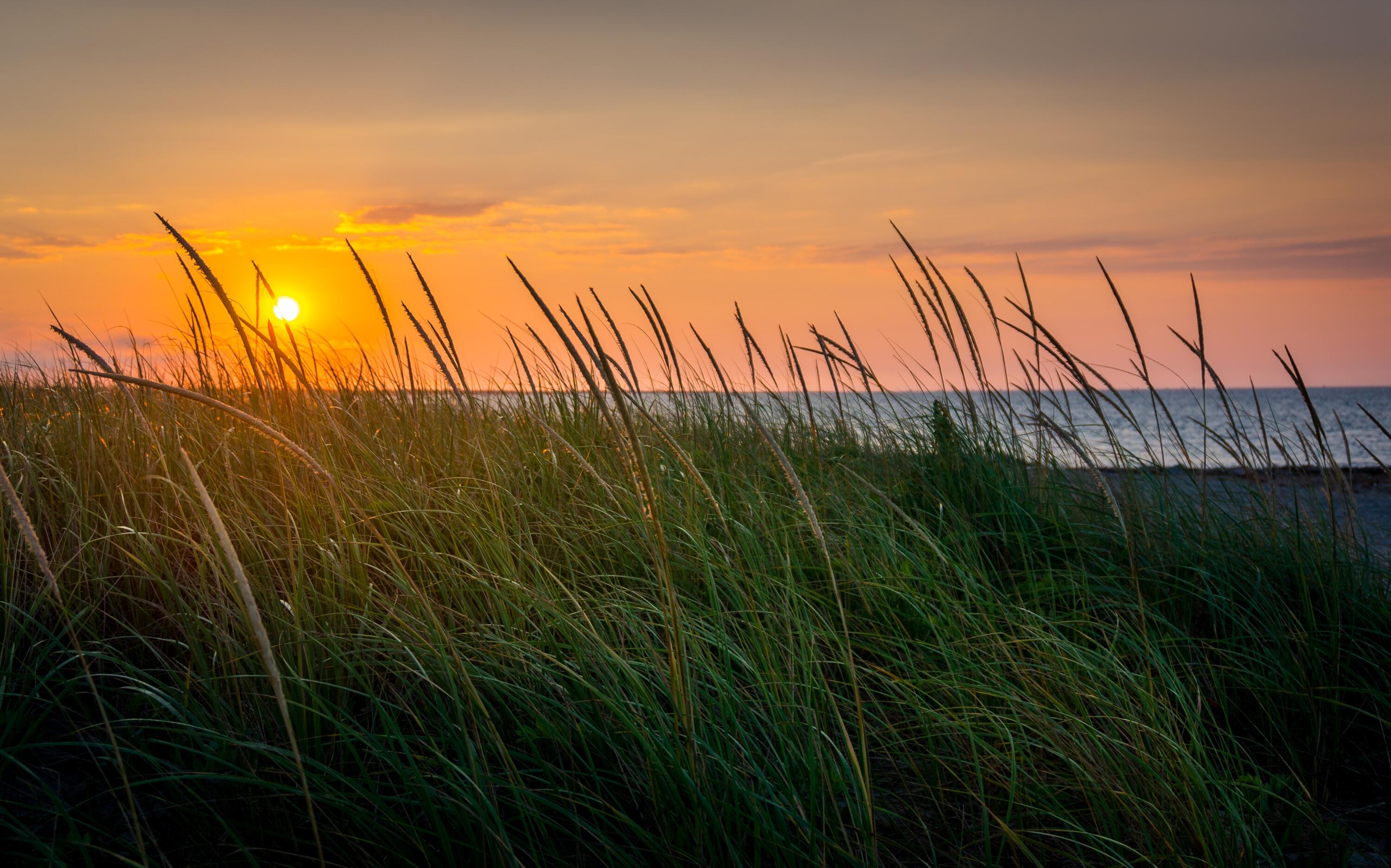16 Meltiah Road Falmouth, MA 02540 - Photo 44 of 64 Cape Cod_beach grass