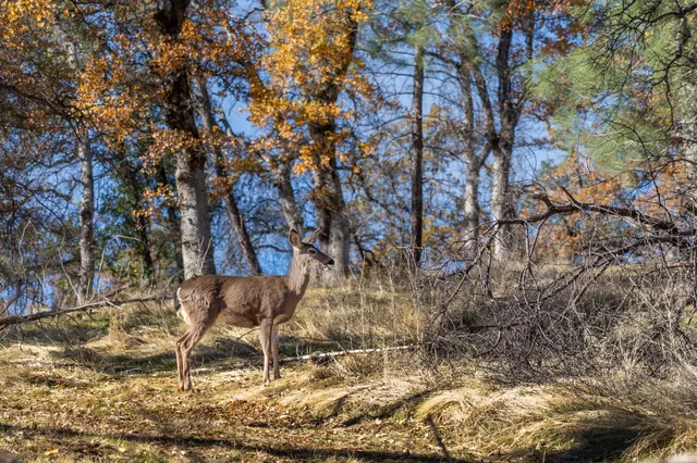 $849,900 | 20114 Vernita Drive, Redding, CA 96003