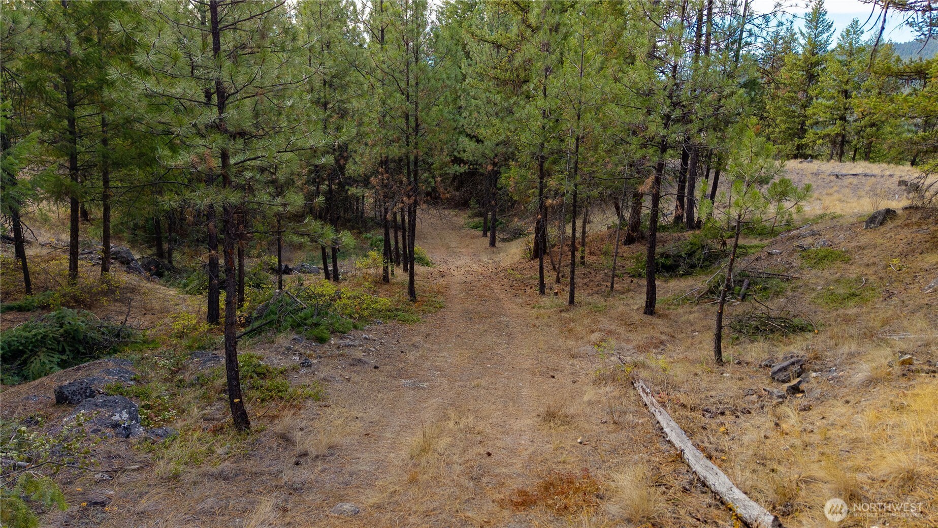 0 Eaglestone Road Tonasket, WA 98855 - Photo 27 of 40 a view of some trees in the forest