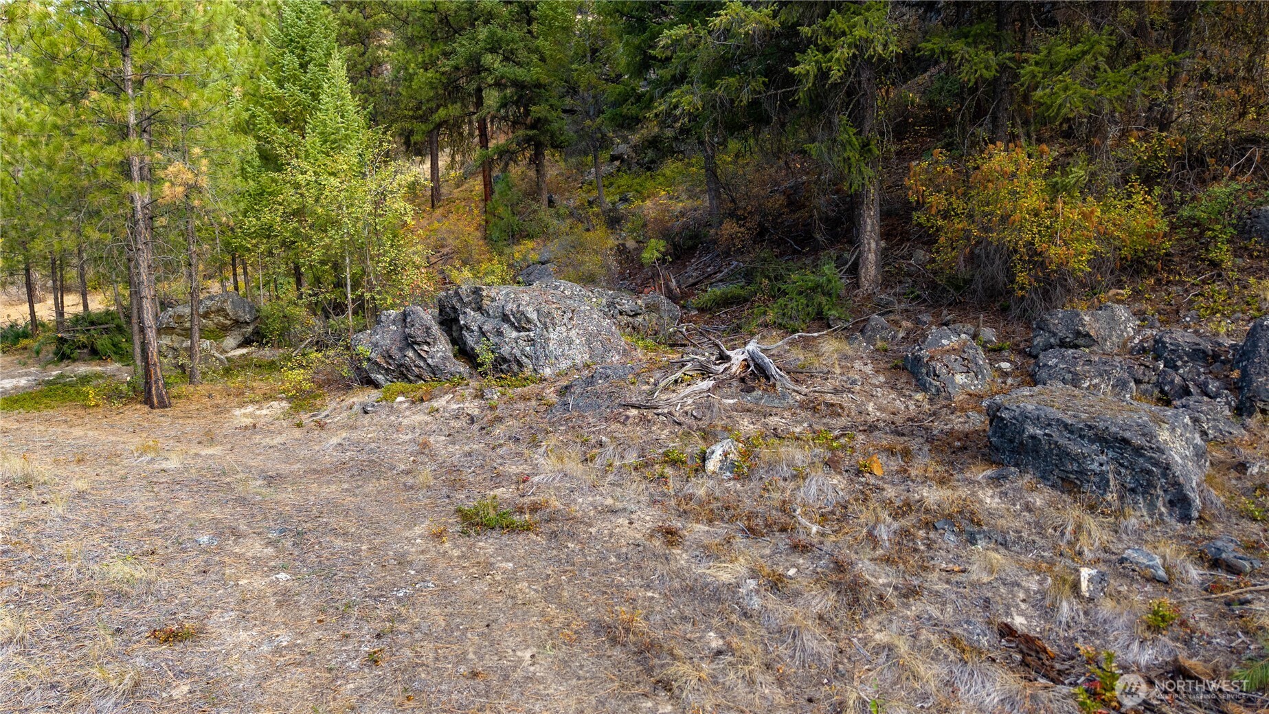 0 Eaglestone Road Tonasket, WA 98855 - Photo 28 of 40 a view of a yard with plants and large trees