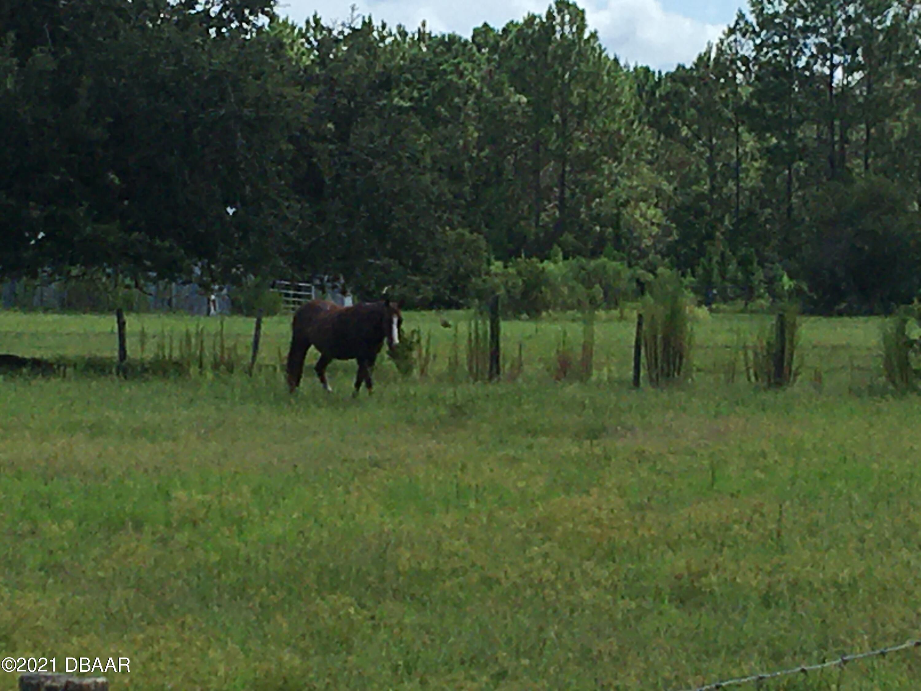 367 Old Bubbly Road Pierson, FL 32180 - Photo 9 of 13 IMG_2825