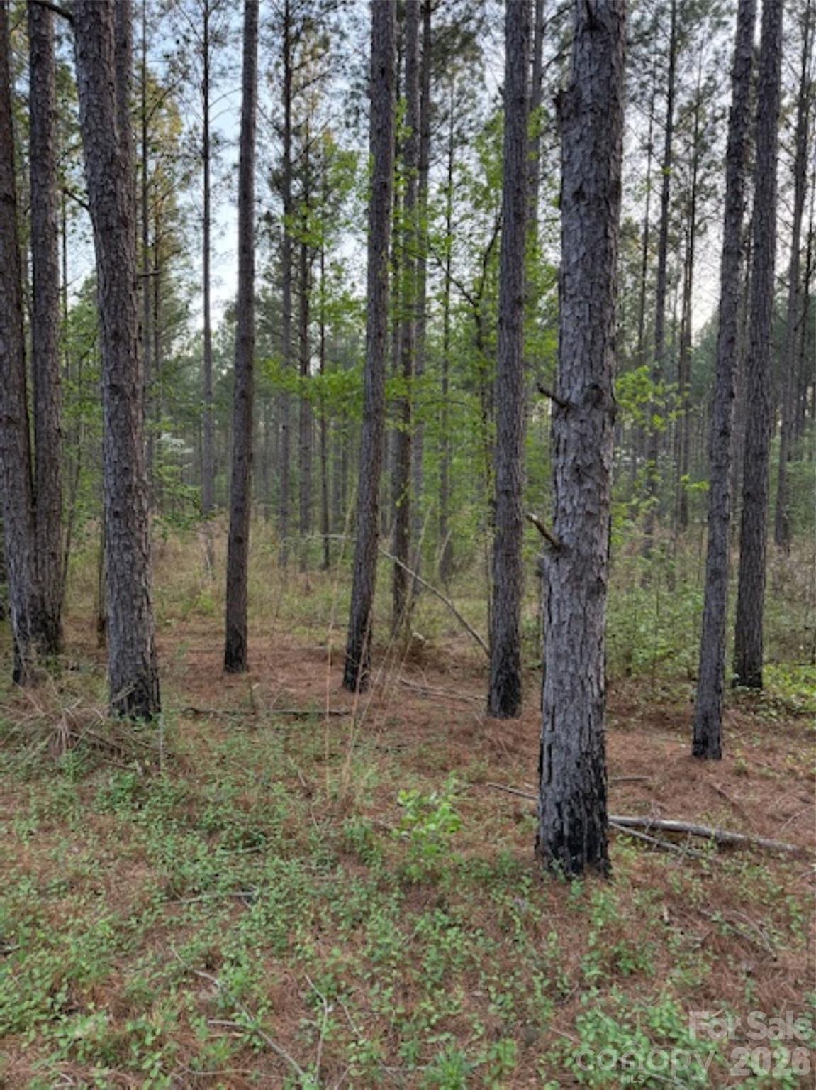 0 Spencer Point Road Lilesville, NC 28091 - Photo 3 of 5