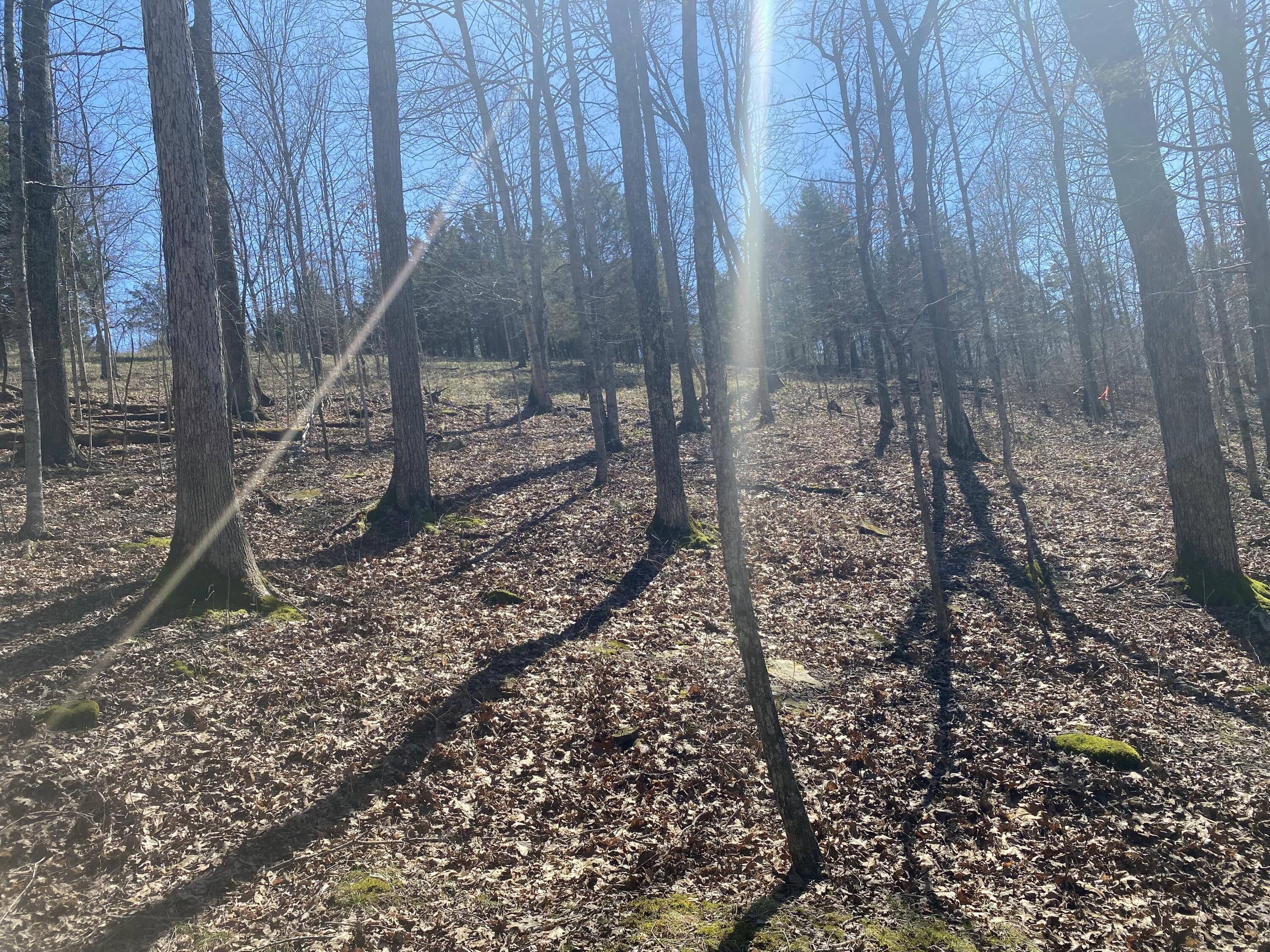 0 Mattox Road Falmouth, KY 41040 - Photo 18 of 19