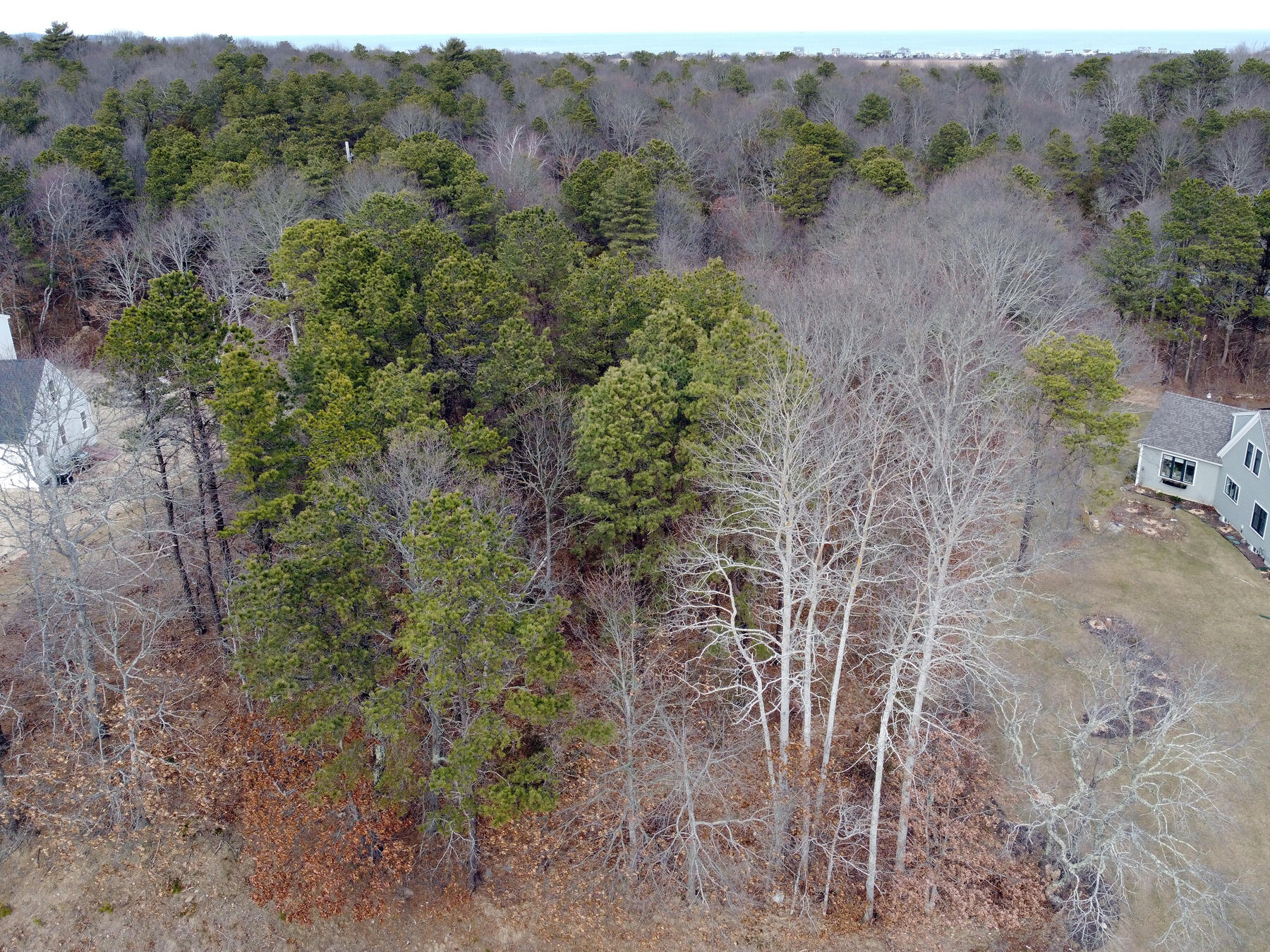 17 Shells Way Sagamore Beach, MA 02562 - Photo 9 of 19 a view of a forest with lots of trees