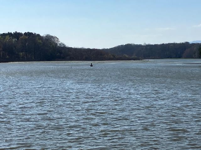 119 Dickson Cove Road Campobello, SC 29322 - Photo 10 of 20 Gallery Image 10