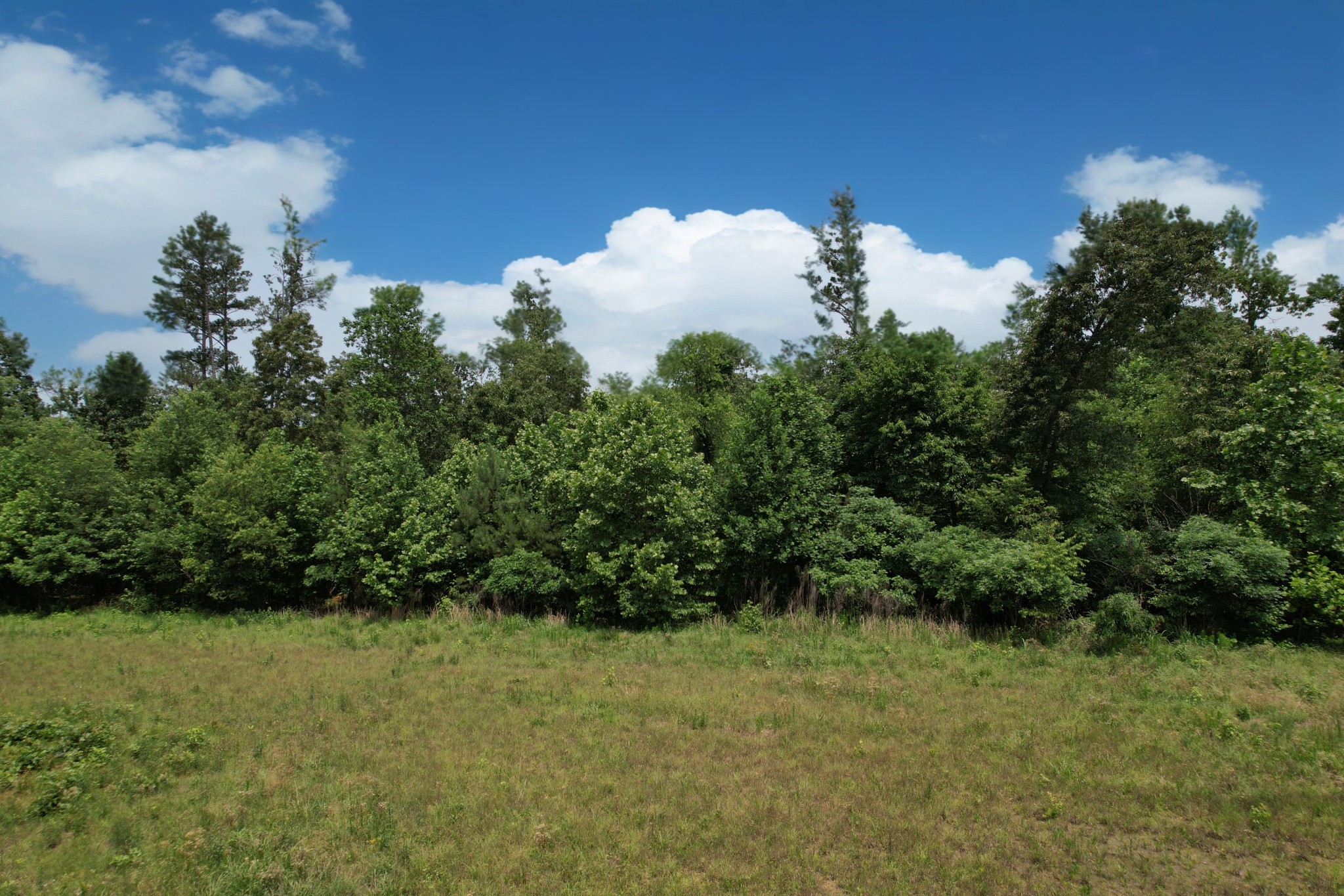 170 Webb Road Summertown, TN 38483 - Photo 19 of 39 a view of a bunch of trees in a yard